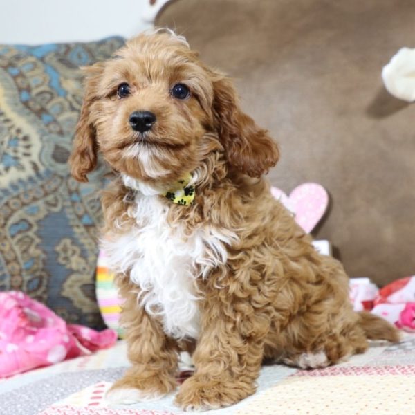 F1b Toy Cavapoo Puppy for Sale