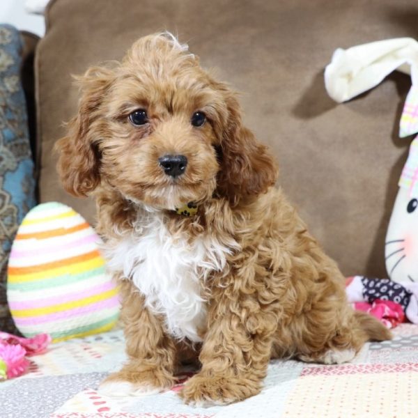 F1b Toy Cavapoo Puppy for Sale