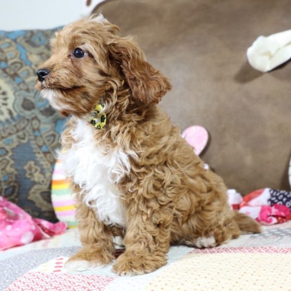 F1b Toy Cavapoo Puppy for Sale