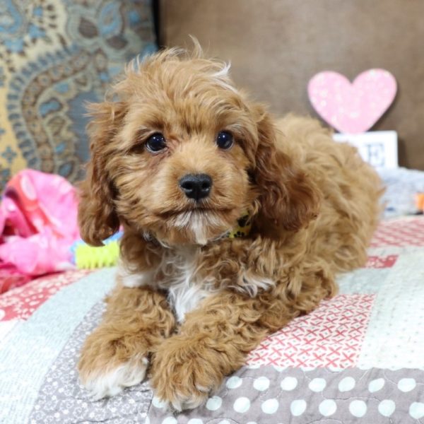 F1b Toy Cavapoo Puppy for Sale