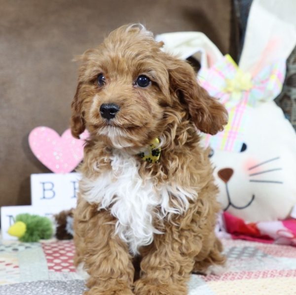 F1b Toy Cavapoo Puppy for Sale