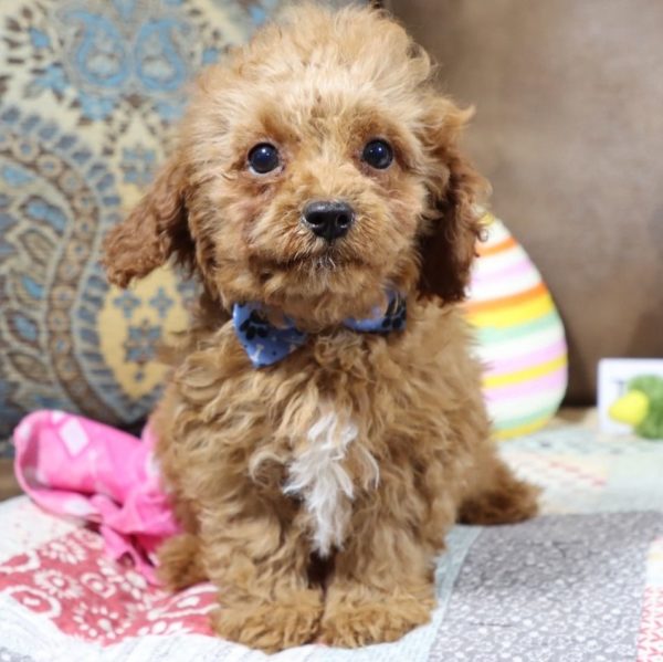 F1b Toy Cavapoo Puppy for Sale