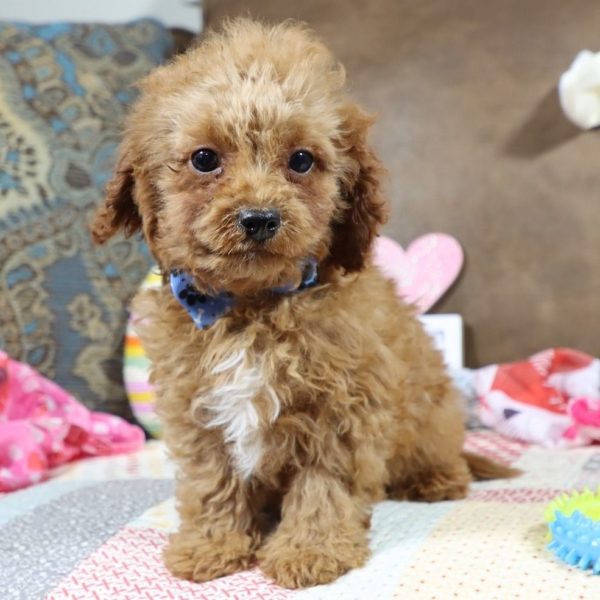 F1b Toy Cavapoo Puppy for Sale