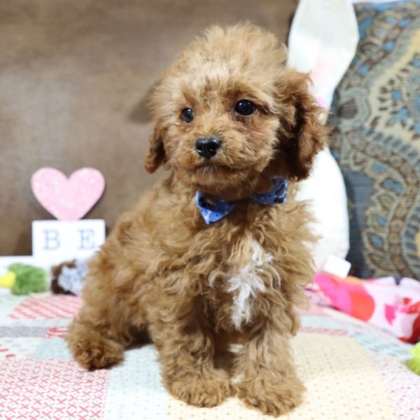 F1b Toy Cavapoo Puppy for Sale