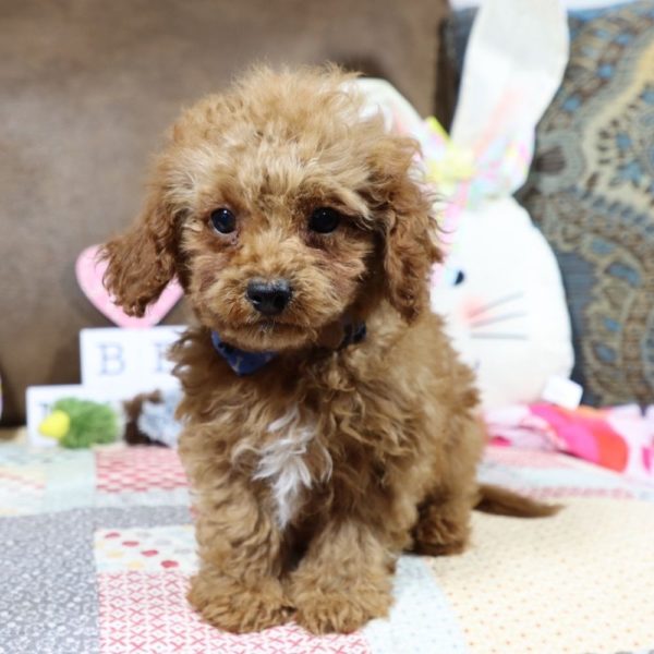 F1b Toy Cavapoo Puppy for Sale