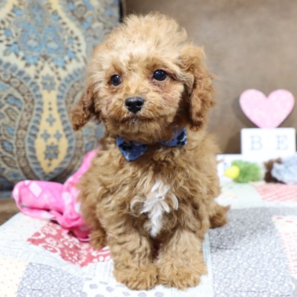 F1b Toy Cavapoo Puppy for Sale