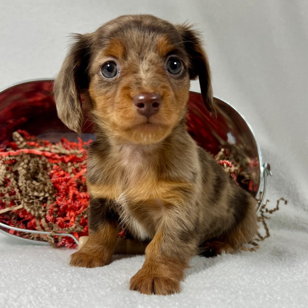 Mini Dachshund Puppy for Sale in NYC