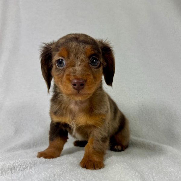 Mini Dachshund Puppy for Sale