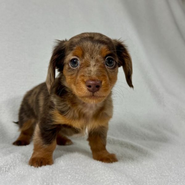 Mini Dachshund Puppy for Sale