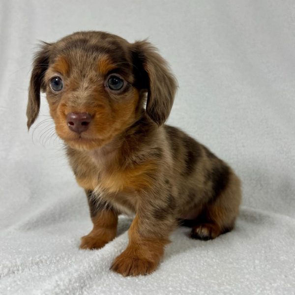 Mini Dachshund Puppy for Sale