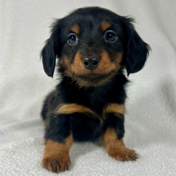 Mini Dachshund Puppy for Sale