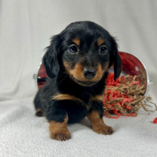 Mini Dachshund Puppy for Sale