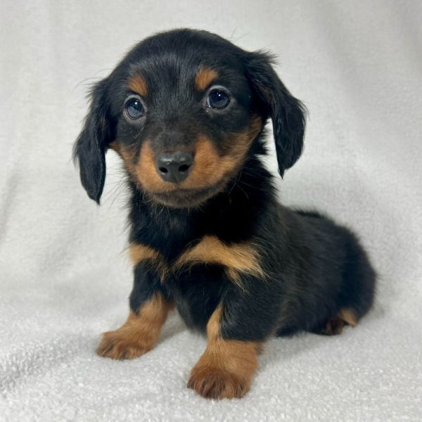 Mini Dachshund Puppy for Sale