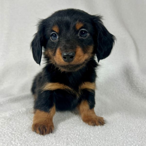 Mini Dachshund Puppy for Sale