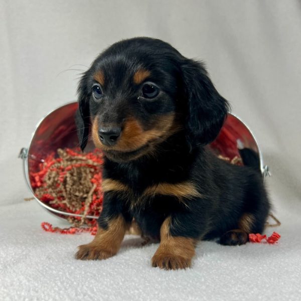 Mini Dachshund Puppy for Sale