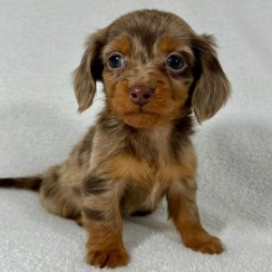 Mini Dachshund Puppy for Sale