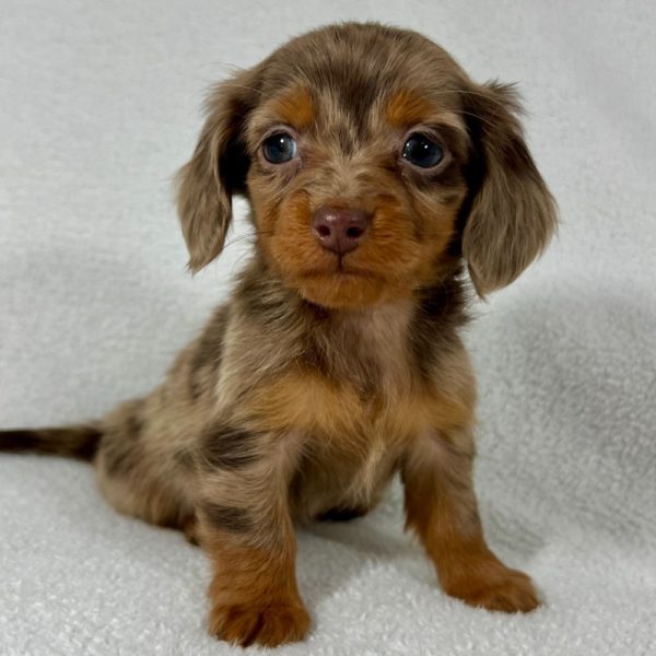 Mini Dachshund Puppy for Sale