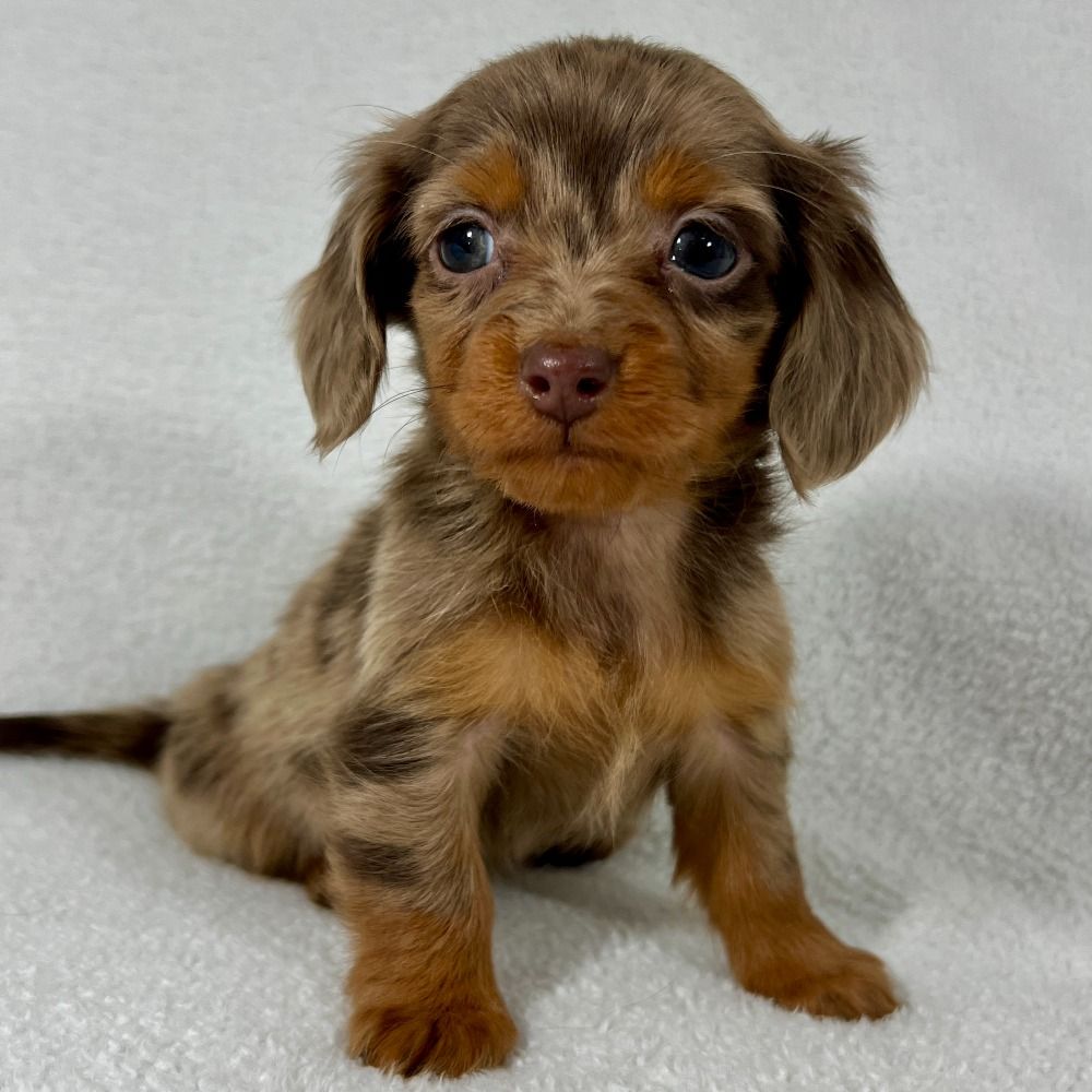 Mini Dachshund Puppy for Sale in NYC