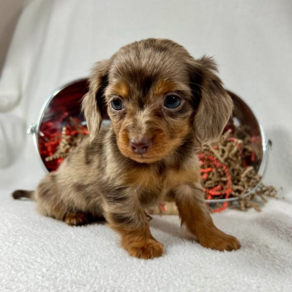 Mini Dachshund Puppy for Sale