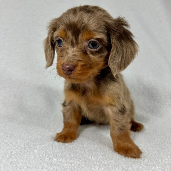 Mini Dachshund Puppy for Sale