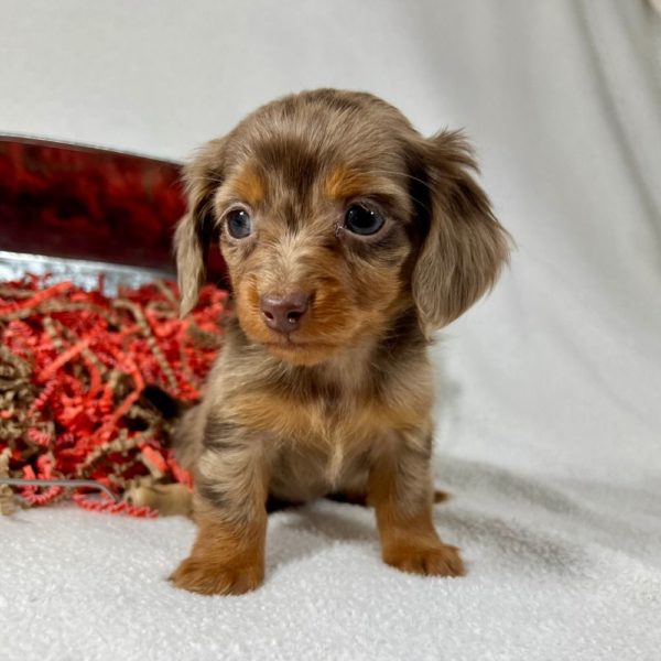 Mini Dachshund Puppy for Sale