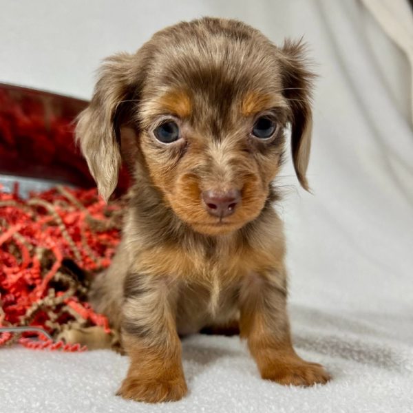 Mini Dachshund Puppy for Sale