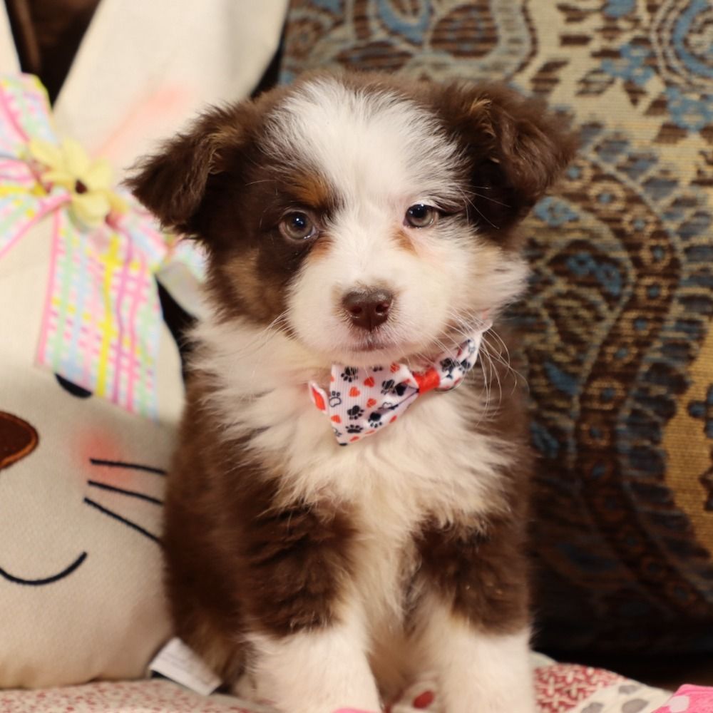 Miniature Australian Shepherd Puppy for Sale in NYC