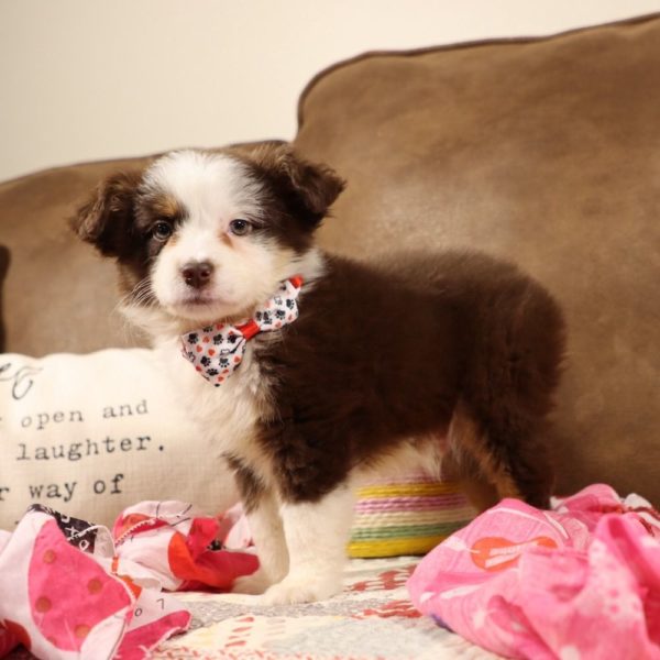 Miniature Australian Shepherd Puppy for Sale