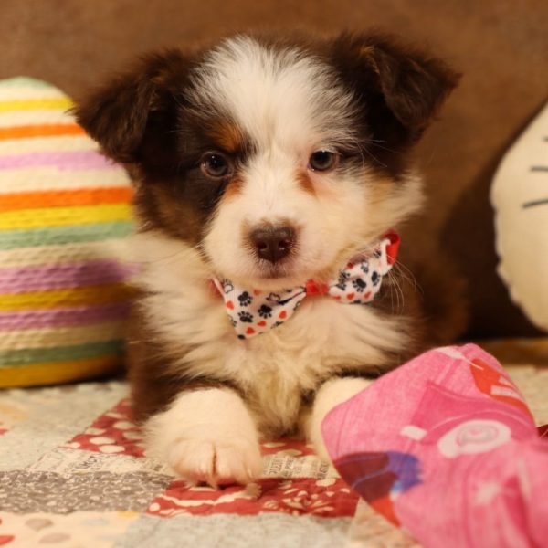 Miniature Australian Shepherd Puppy for Sale