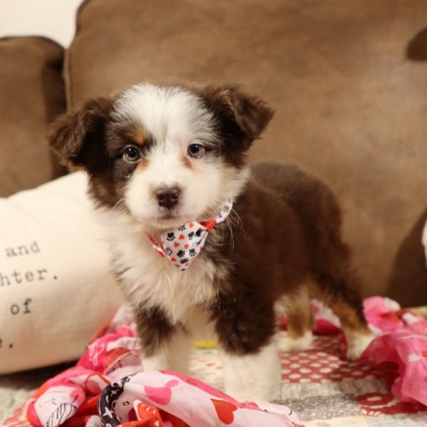 Miniature Australian Shepherd Puppy for Sale