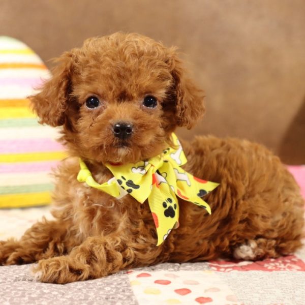 F1b Toy Cavapoo Puppy for Sale