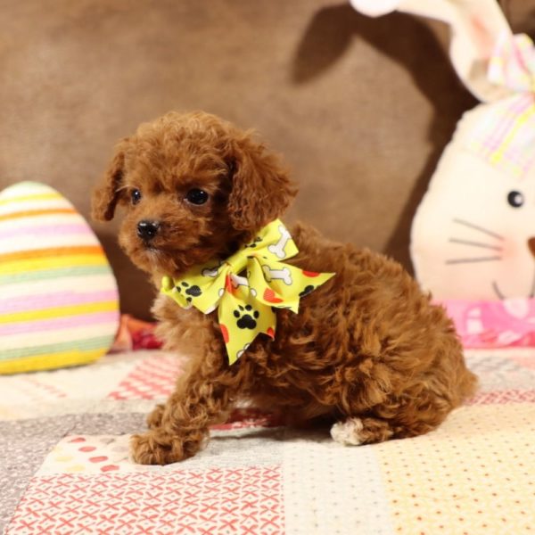 F1b Toy Cavapoo Puppy for Sale