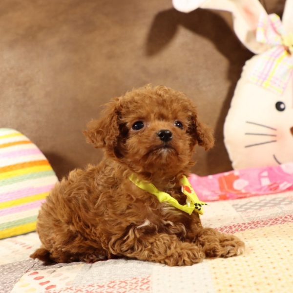 F1b Toy Cavapoo Puppy for Sale