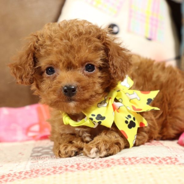 F1b Toy Cavapoo Puppy for Sale