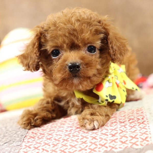 F1b Toy Cavapoo Puppy for Sale