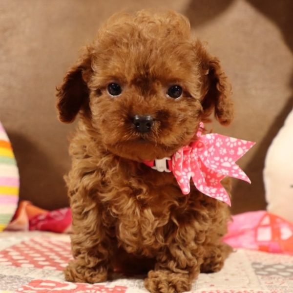 F1b Toy Cavapoo Puppy for Sale