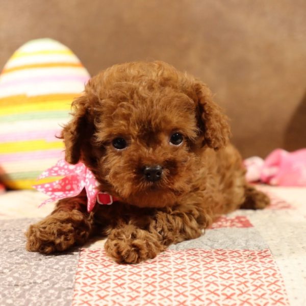 F1b Toy Cavapoo Puppy for Sale