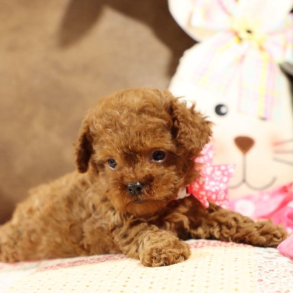 F1b Toy Cavapoo Puppy for Sale