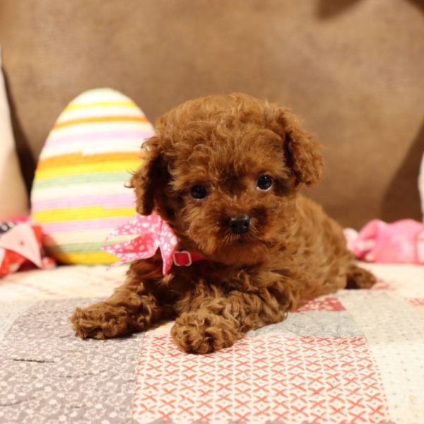 F1b Toy Cavapoo Puppy for Sale