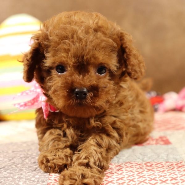 F1b Toy Cavapoo Puppy for Sale