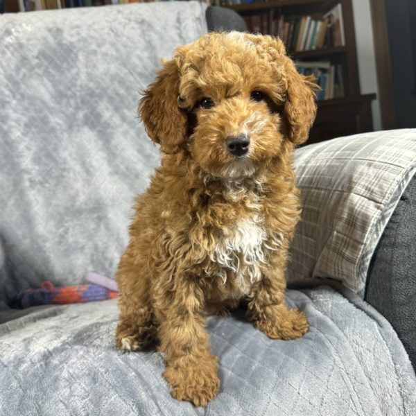 Toy Poodle Puppy for Sale