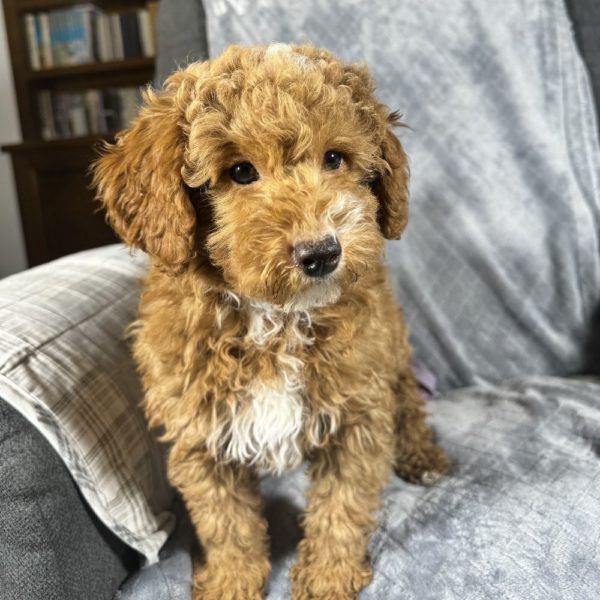 Toy Poodle Puppy for Sale