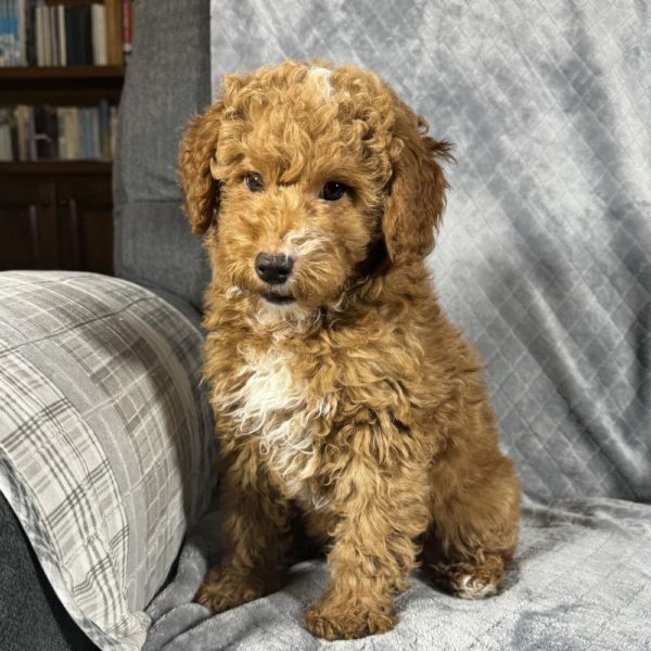 Toy Poodle Puppy for Sale