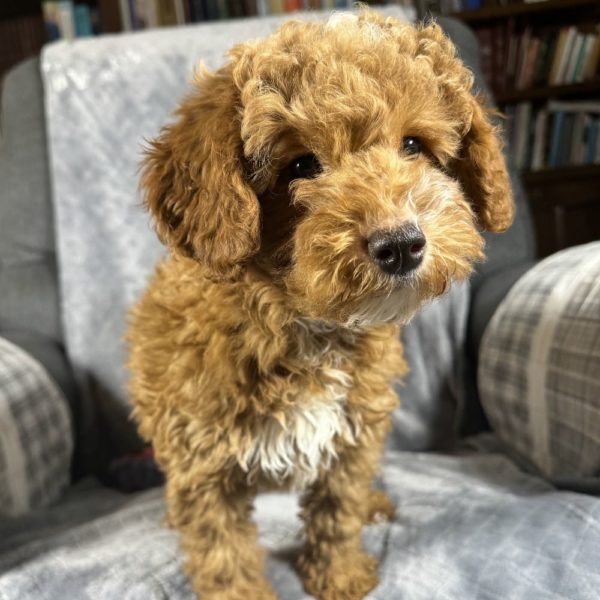 Toy Poodle Puppy for Sale