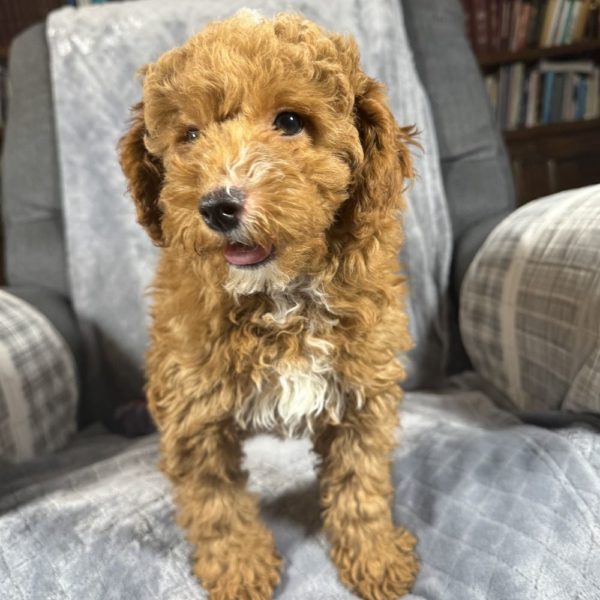 Toy Poodle Puppy for Sale