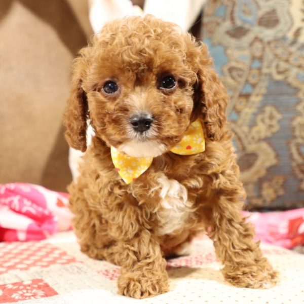 F1b Toy Cavapoo Puppy for Sale