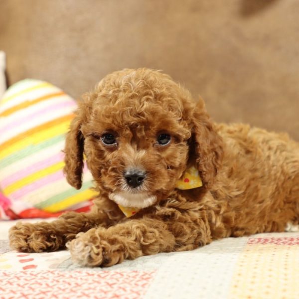 F1b Toy Cavapoo Puppy for Sale