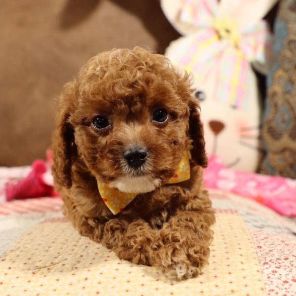 F1b Toy Cavapoo Puppy for Sale