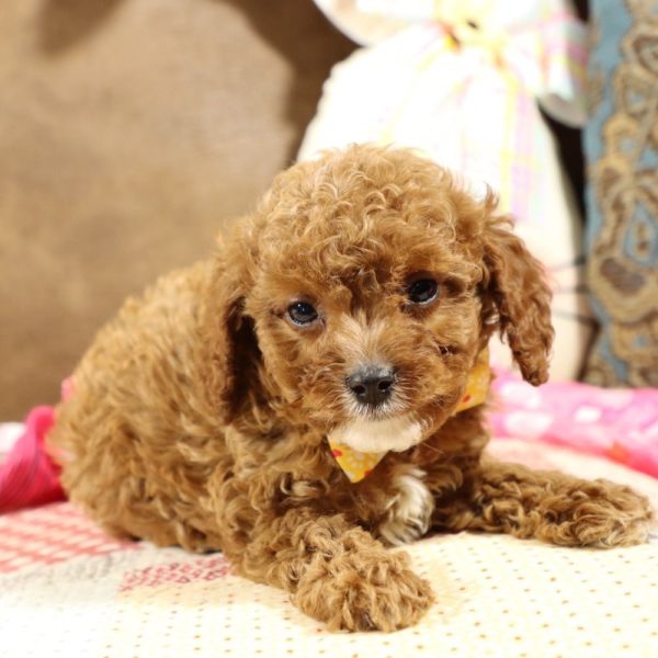 F1b Toy Cavapoo Puppy for Sale