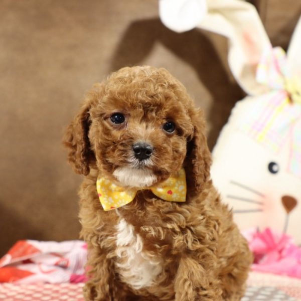 F1b Toy Cavapoo Puppy for Sale